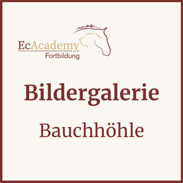 Bildergalerie 1