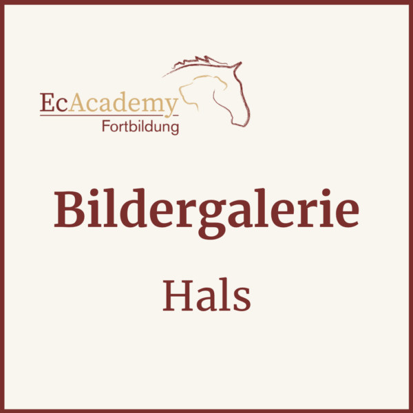 Bildergalerie 5 Hals