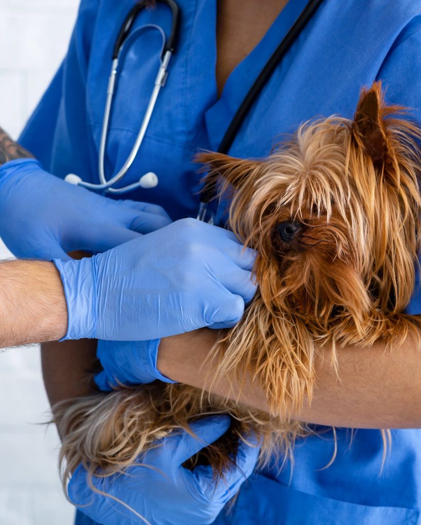 vet doctors working with little dog at animal clinic close up